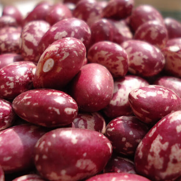 Bean seeds
