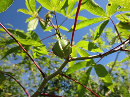 Cassava planting material