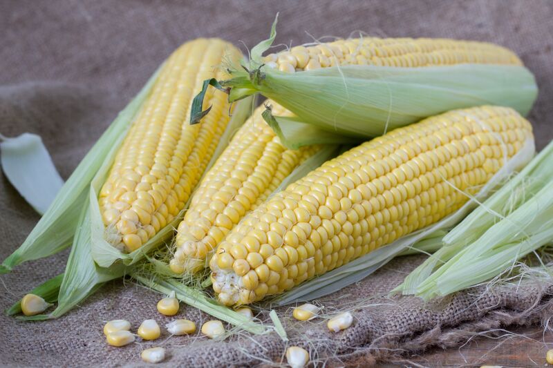 Hybrid maize seed