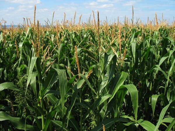 Open-pollinated maize