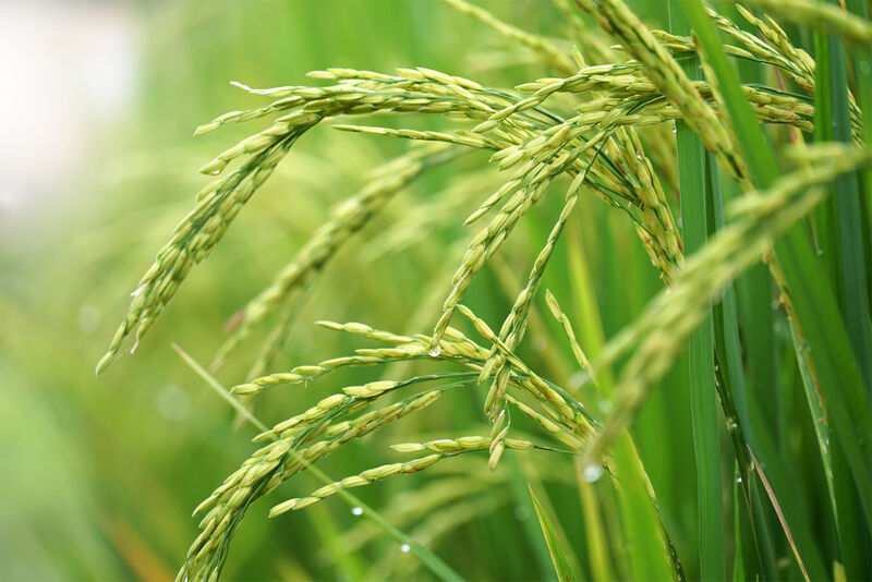 Upland rice