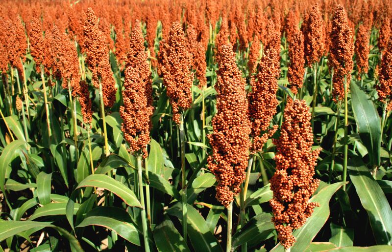 Sorghum seed