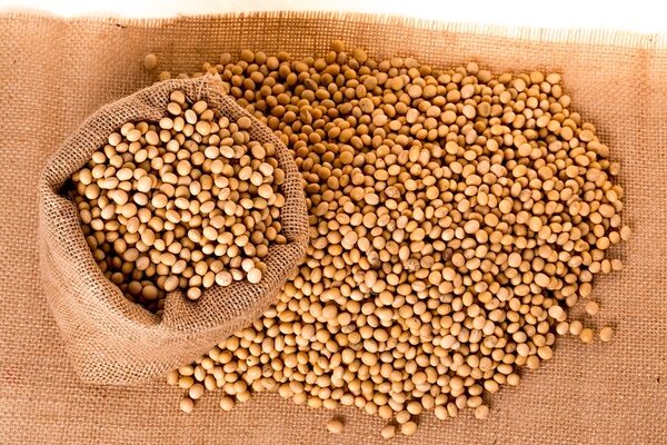 Soybean seeds