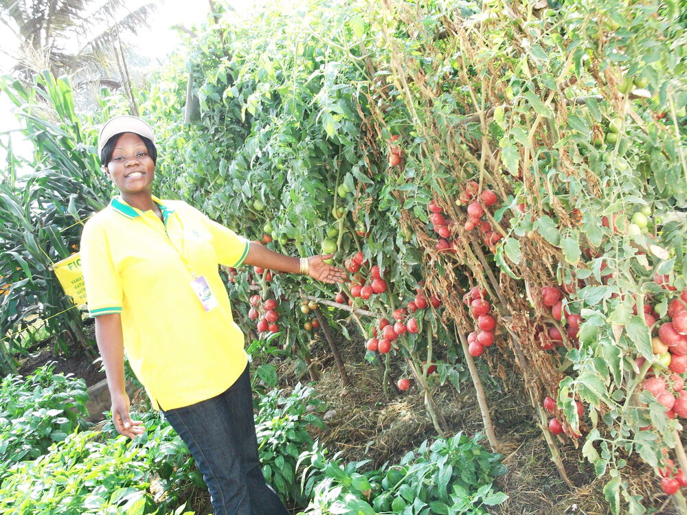 Vegetable seeds – tomatoes